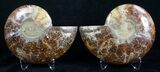 Beautiful Inch Cleoniceras Ammonite #3336-2
